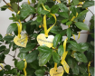 Sede - Setembro Amarelo