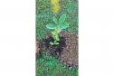 HIWM - FLORESTA TERAPEUTICA 2026