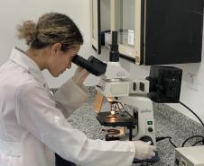 CPPI - Coleta Aranhas Marrom