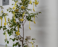 Sede - Setembro Amarelo