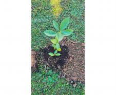 HIWM - FLORESTA TERAPEUTICA 2026