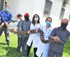 Serpentario CPPI