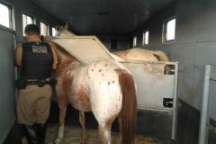 Recuperados os cavalos roubados do CPPI 