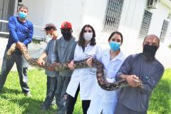 Serpentario CPPI