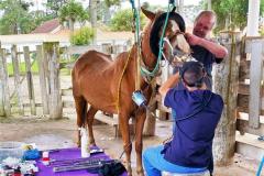 CPPI Odontoplastia equina - galeria
