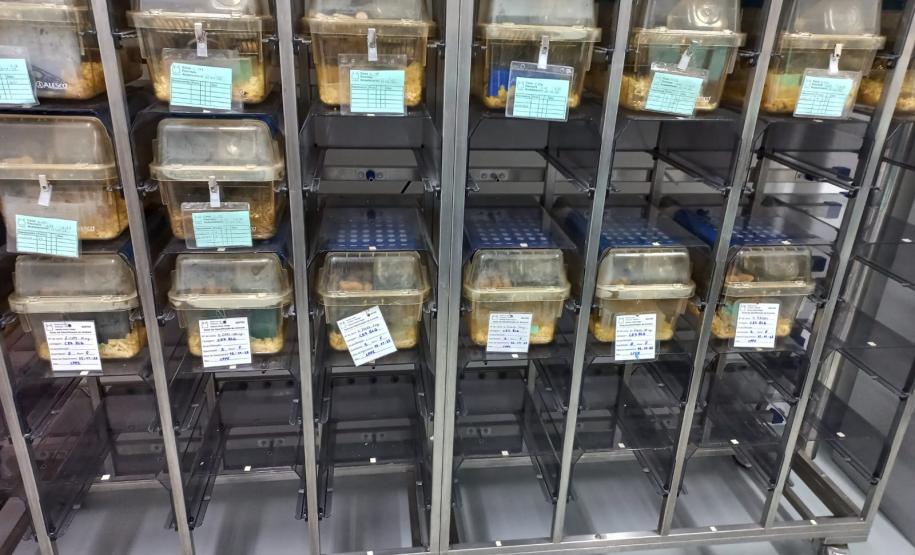 CPPI Funeas Pesquisa Covid-19