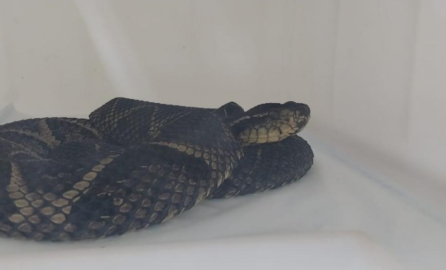 CPPI - CAPACITAÇÃO