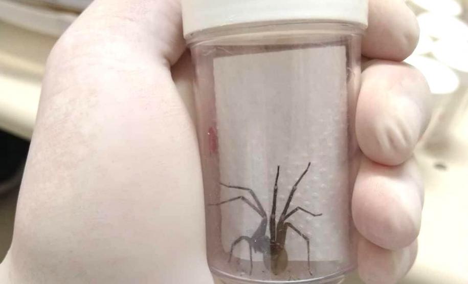 CPPI - Evento Saúde única na prática