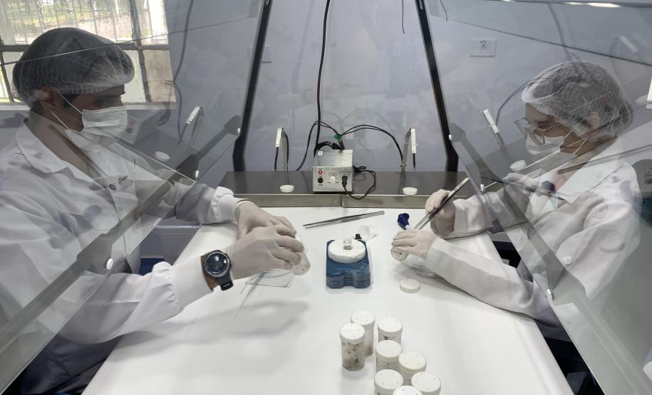 CPPI - Coleta Aranhas Marrom