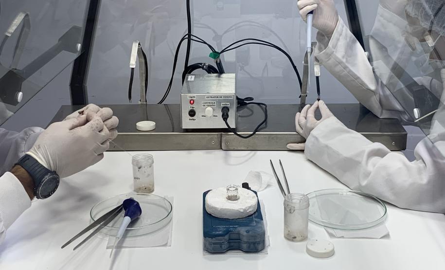 CPPI - Coleta Aranhas Marrom