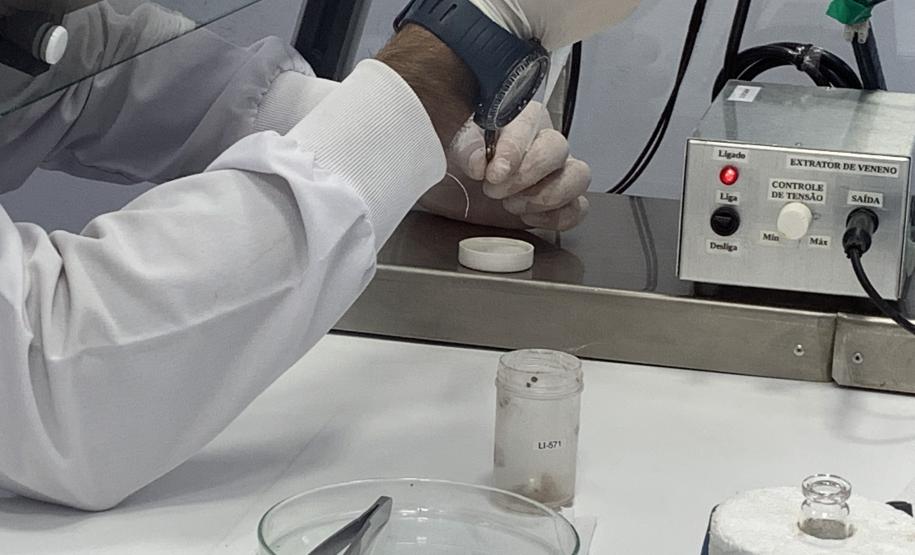 CPPI - Coleta Aranhas Marrom