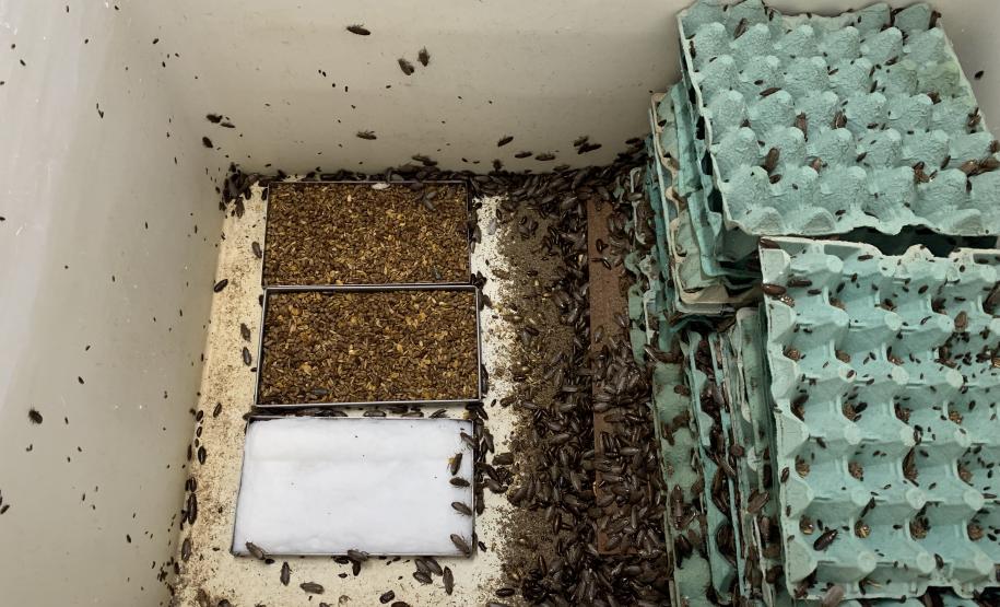 CPPI - Coleta Aranhas Marrom