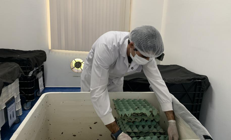 CPPI - Coleta Aranhas Marrom