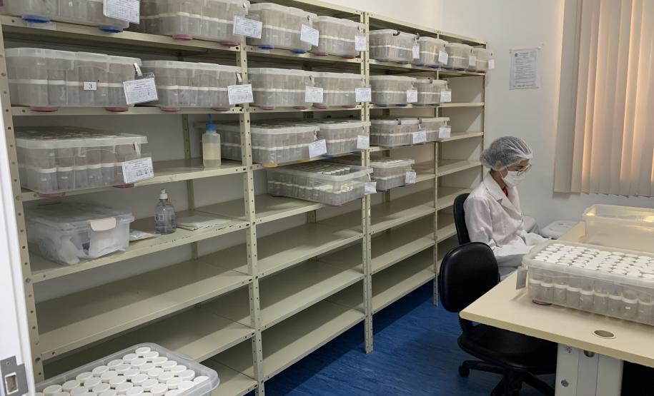 CPPI - Coleta Aranhas Marrom