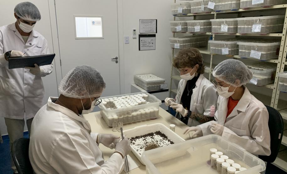 CPPI - Coleta Aranhas Marrom