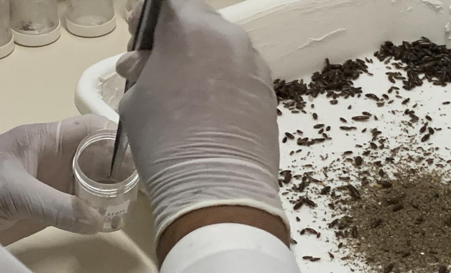 CPPI - Coleta Aranhas Marrom