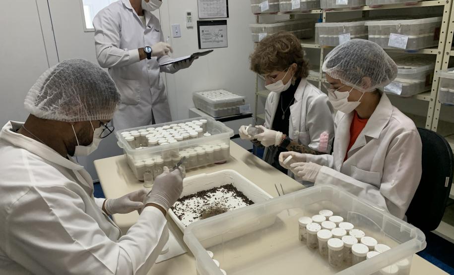 CPPI - Coleta Aranhas Marrom