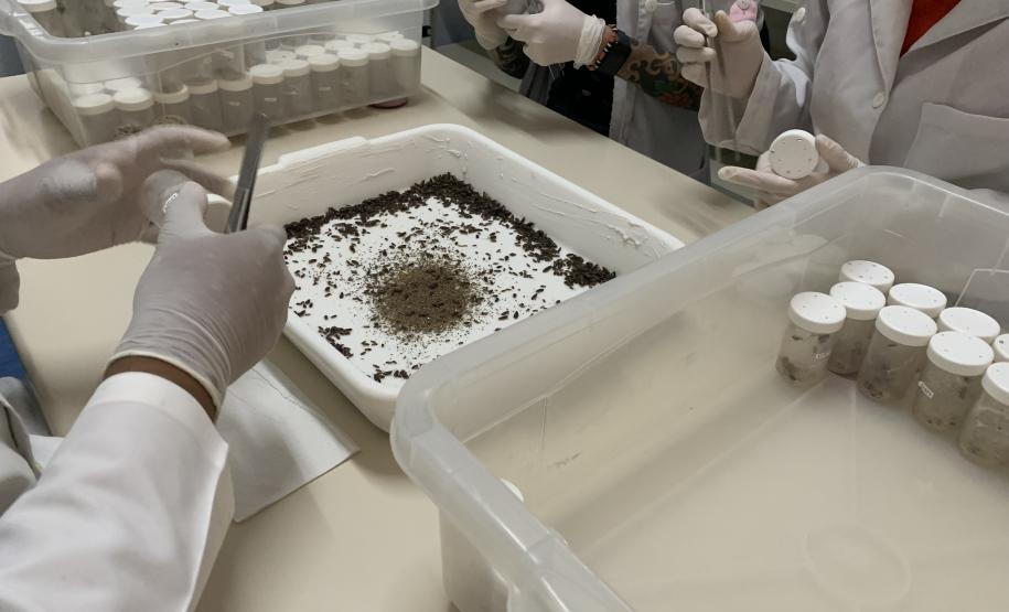 CPPI - Coleta Aranhas Marrom