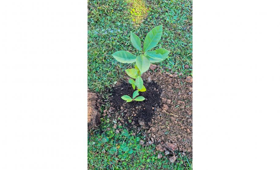 HIWM - FLORESTA TERAPEUTICA 2026