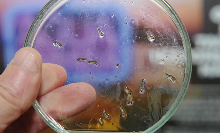 Chuvas diárias demandam cuidados redobrados com a dengue