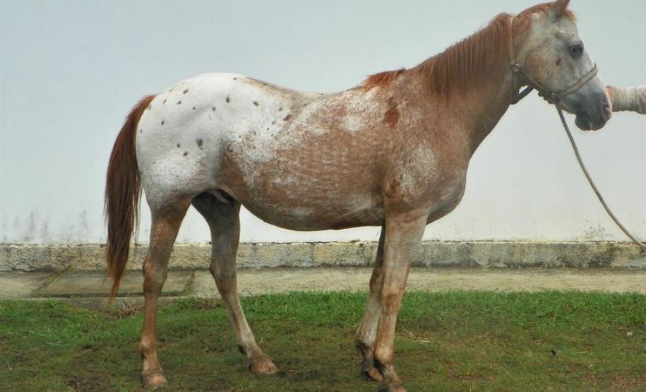Secretaria comunica furto de cavalos do CPPI Secretaria comunica furto de cavalos do CPPI