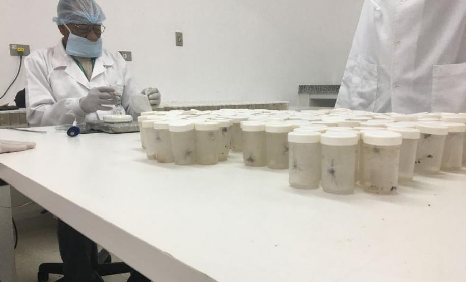 Paraná é o único a produzir soro específico contra acidentes causados por aranhas-marrons