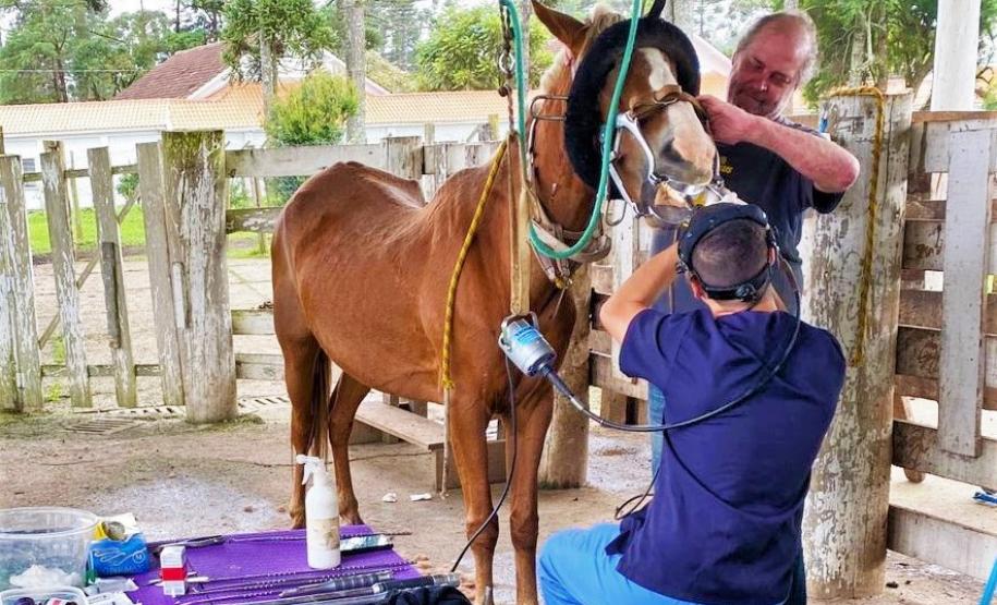 CPPI Odontoplastia equina - galeria CPPI Odontoplastia equina - galeria