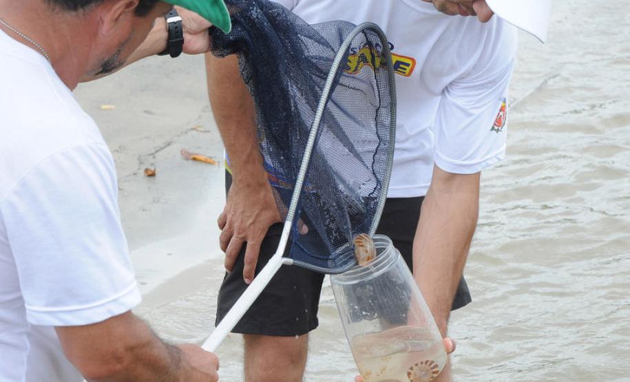 Saiba o que fazer em caso de acidente com água-viva